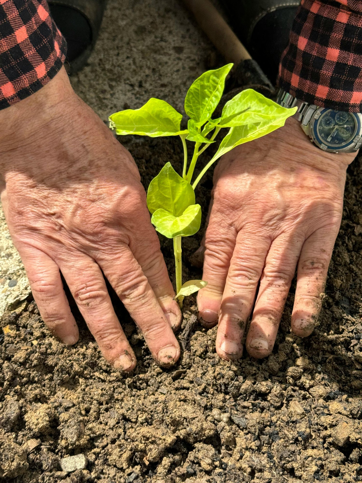 Sembrando un árbol como compromiso ambiental